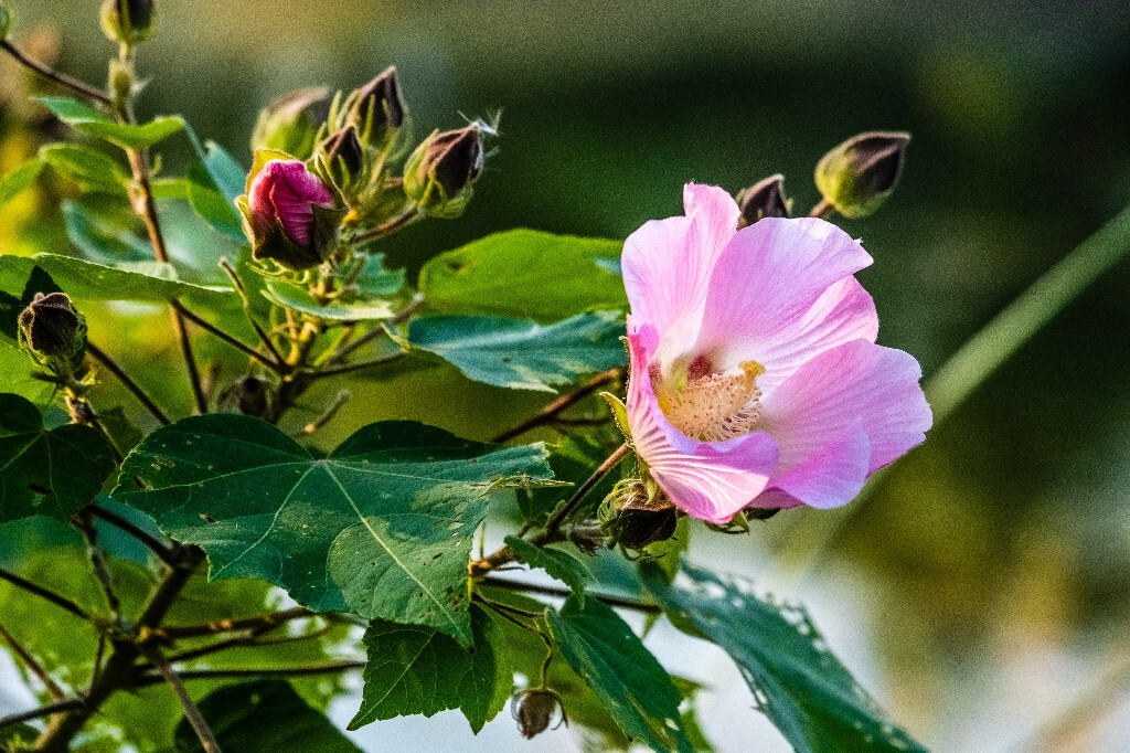 芙蓉花 拒霜花 木莲 地芙蓉 杹木 三变花 九头花 铁箍散 转观花  清凉膏 木芙蓉 植物 花朵 花儿 风光