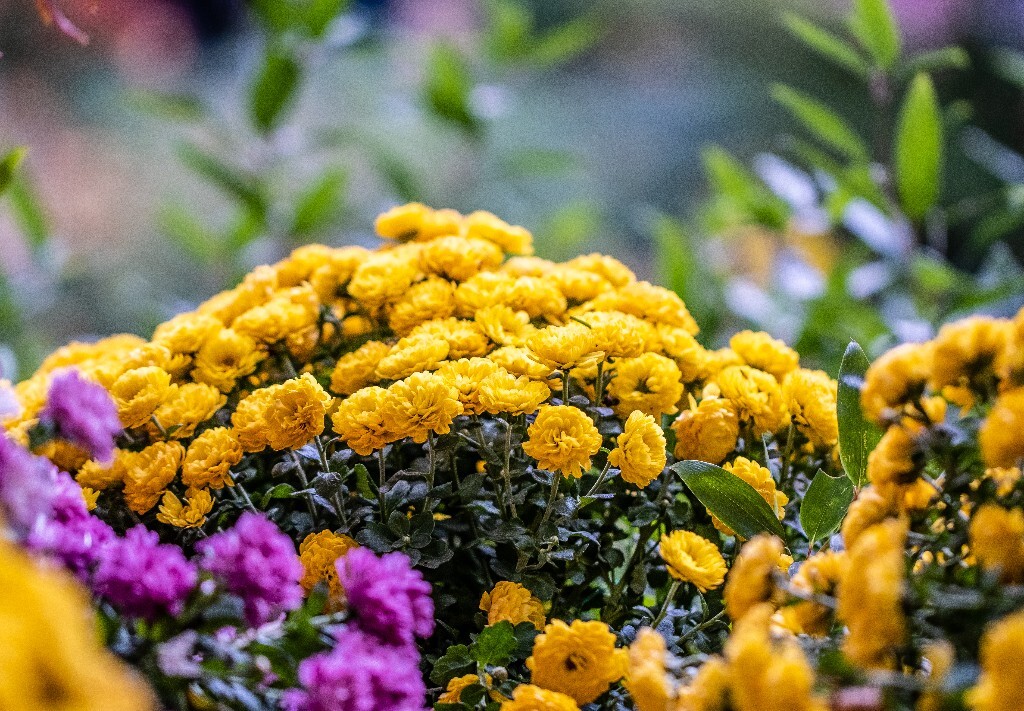菊花 寿客 金英 黄华 秋菊 陶菊 日精 女华 延年 隐逸花 家菊 花儿 盛开的菊花
