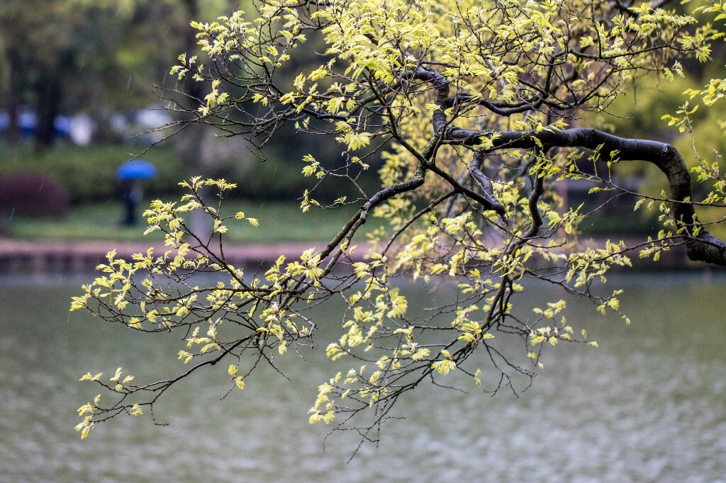 西湖风光 自然 风景 环境 春天 西湖