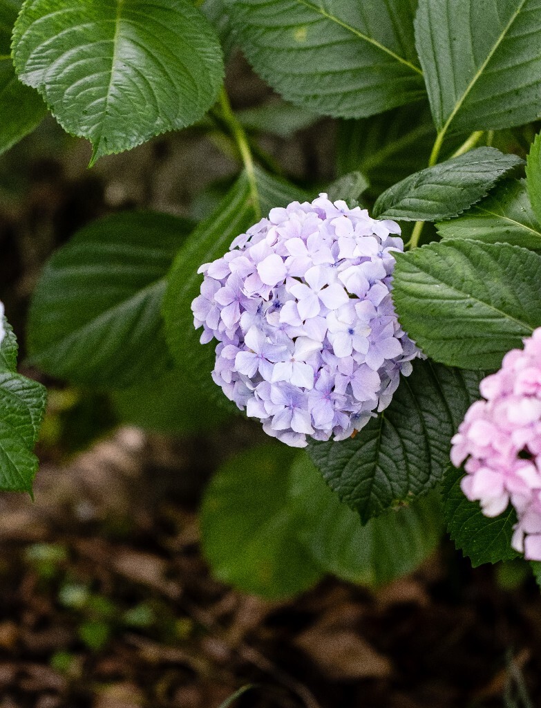 八仙花 粉团花 草绣球 紫绣球 紫阳花  绣球 绣球花 摄影 植物 花朵 花儿