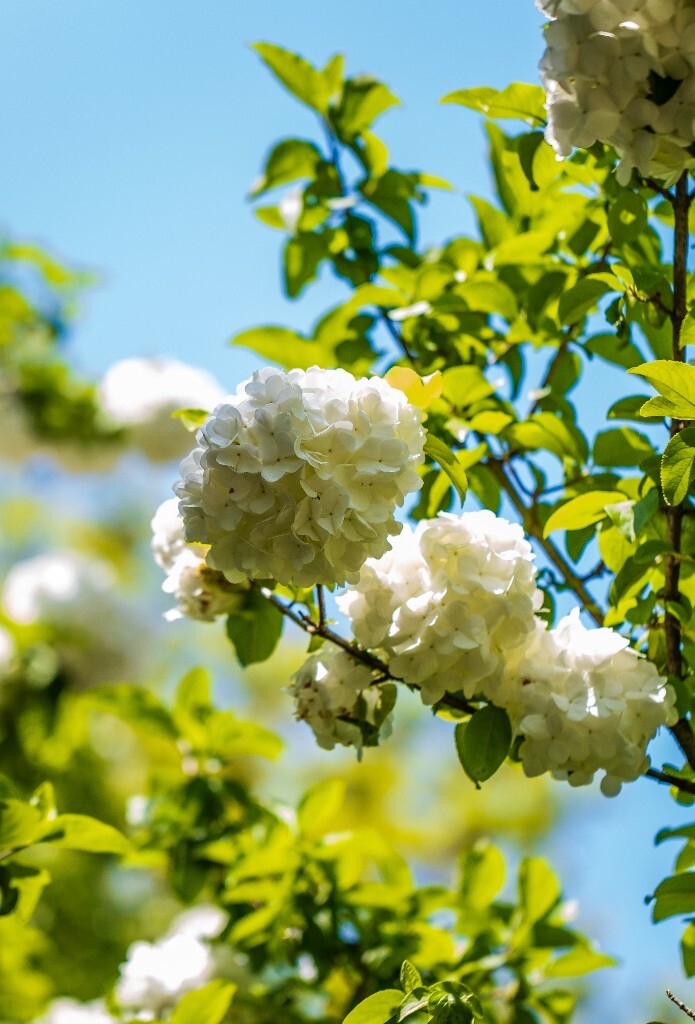 八仙花 粉团花 草绣球 紫绣球 紫阳花 绣球 木绣球 山绣球 摄影 植物 风光 摄影