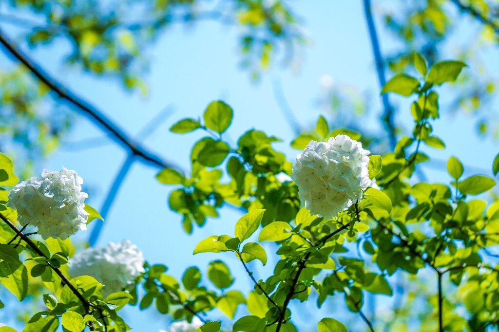 粉团花 紫阳花 八仙花 绣球 木绣球 草绣球 紫绣球 花朵 花儿 植物 摄影
