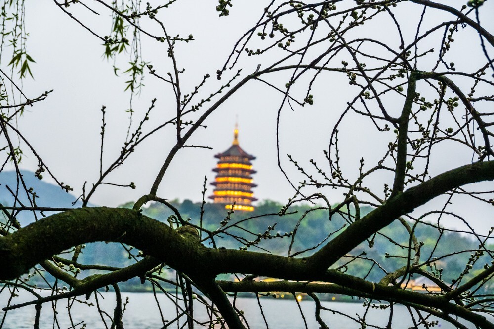 柳树 风光 摄影 自然 旅行 西湖风光 西湖柳树 柳叶 叶子 植物 背影 雷锋塔