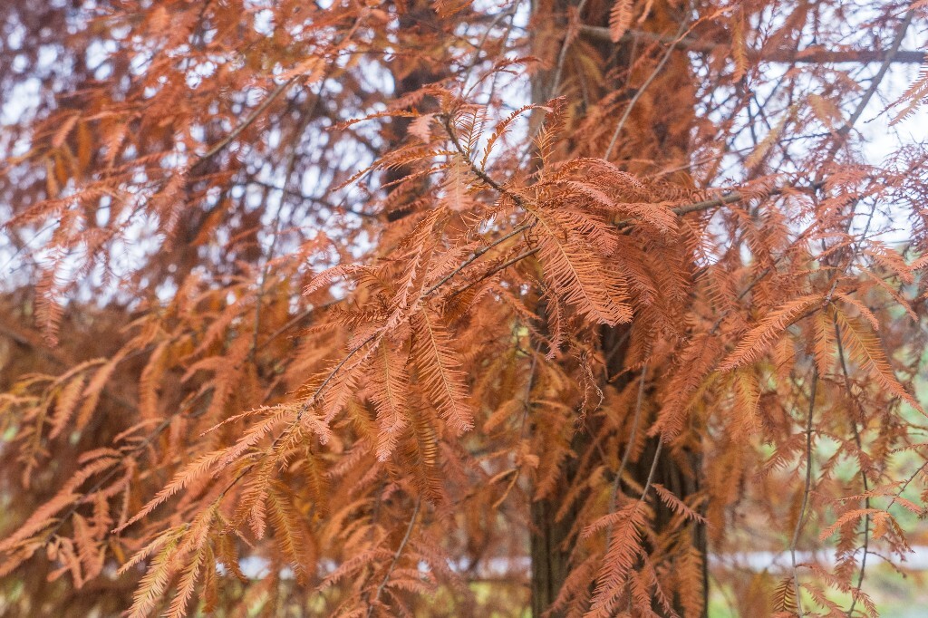 落叶乔木 水杉 梳子杉 树木 秋季 秋天 秋天的颜色 图片 摄影 风光 旅游