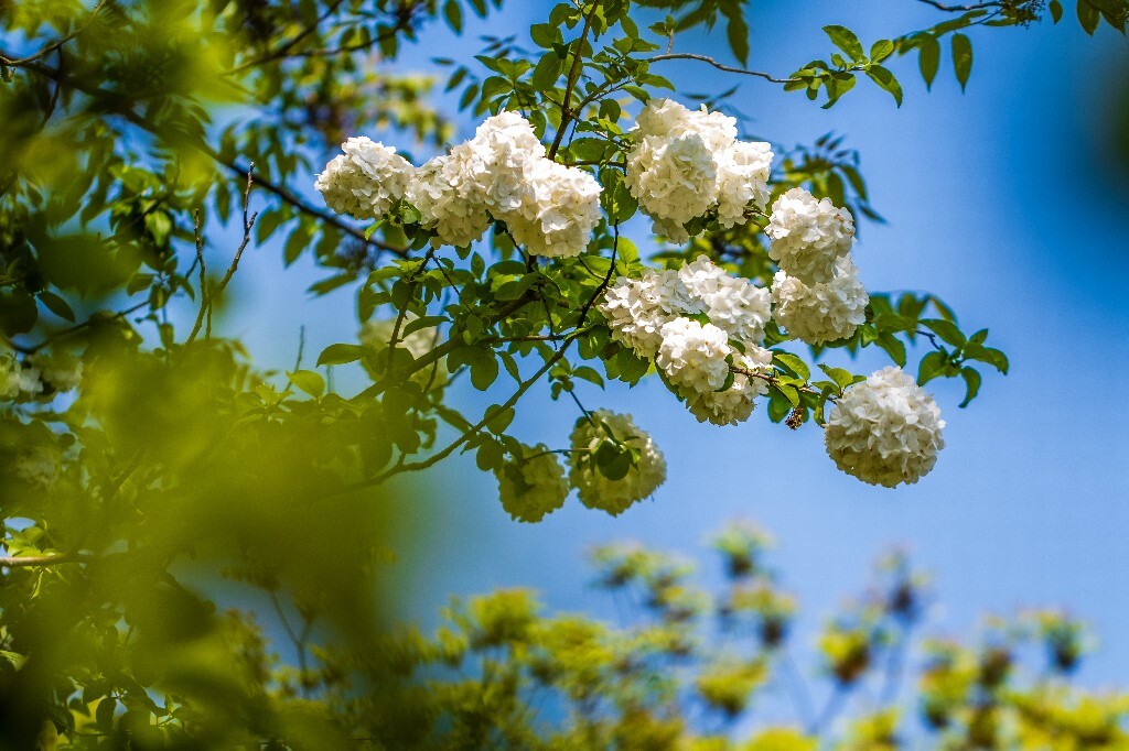 八仙花 粉团花 草绣球 紫绣球 紫阳花 绣球 木绣球 摄影 风光 植物花朵 旅行