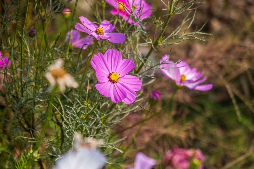 秋英 波斯菊 大波斯菊 痢疾草 植物 花朵花儿 旅行 风光