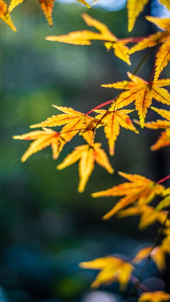 枫叶 红叶 秋天 植物 风光 摄影 自然 旅行 叶子