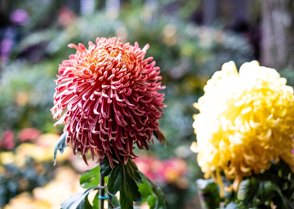 菊花 寿客 金英 黄华 秋菊 陶菊 日精 女华 延年 隐逸花 家菊 花儿 盛开的菊花