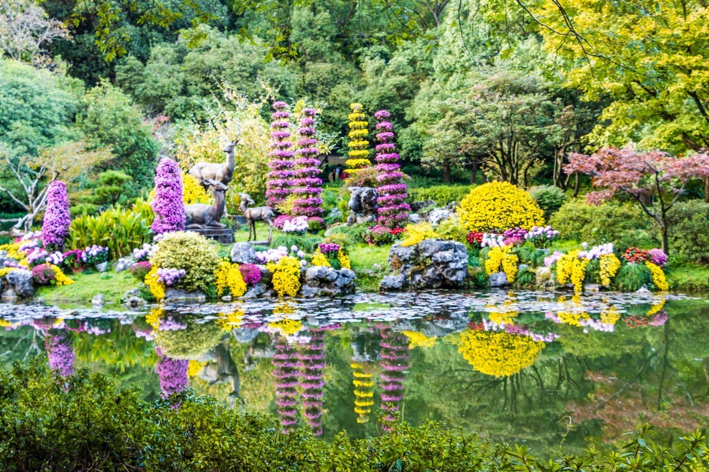 菊花 寿客 金英 黄华 秋菊 陶菊 日精 女华 延年 隐逸花 家菊 植物 花朵 图片 摄影 旅行 菊花展