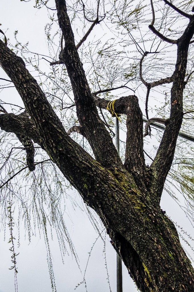 柳树 西湖柳树 风光 摄影 自然 西湖风光 植物 旅行