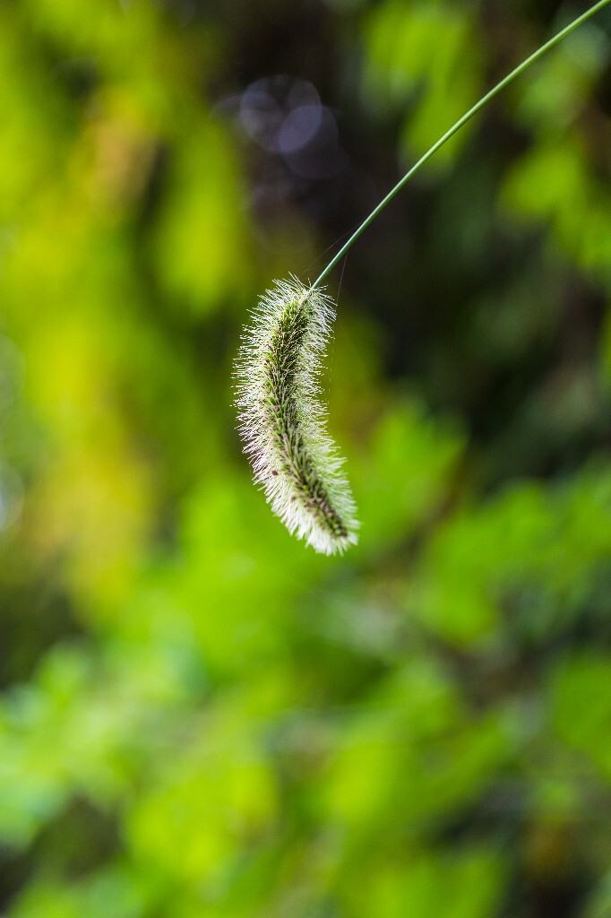 狗尾草 狗尾巴草  植物 草 风光 摄影
