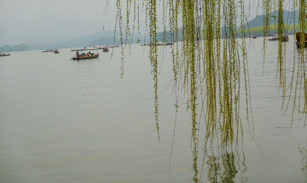 风光 西湖 柳树 叶子 植物