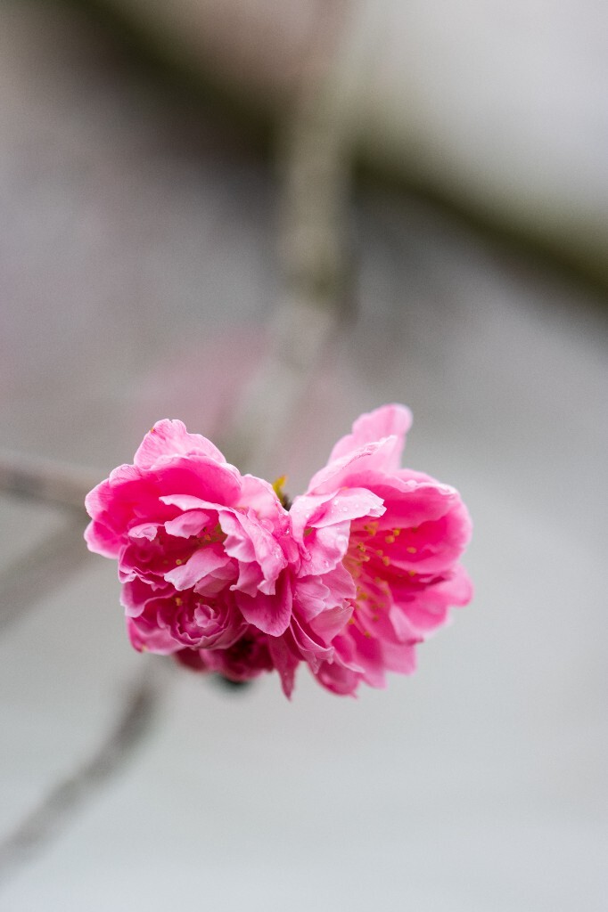 桃花 植物 风光 西湖桃花  春天 植物 花儿 花朵 