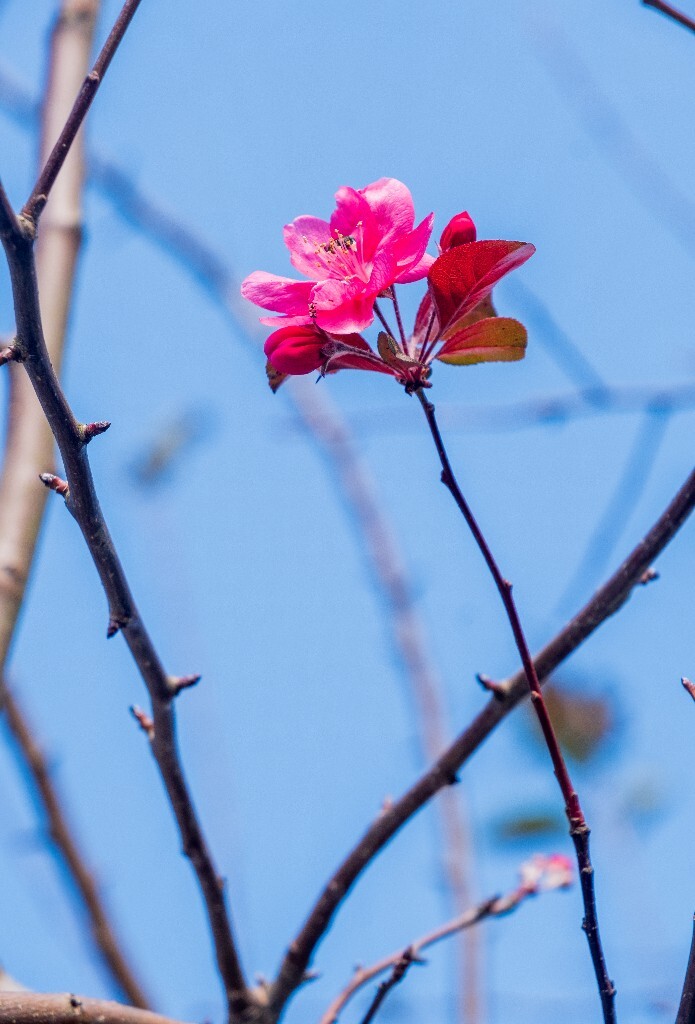 海棠花 国艳 植物 花朵 花草 旅行 红色的花儿 海棠