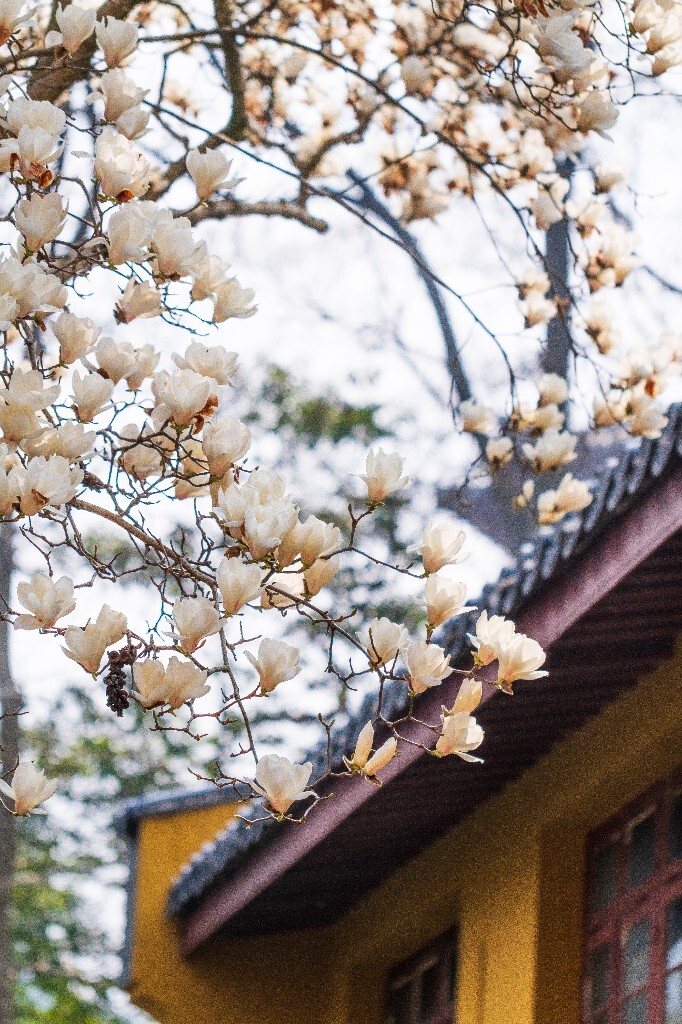 玉兰 玉兰花 植物 微距 摄影 风光 自然 法喜寺 500年玉兰 旅行 白色的玉兰