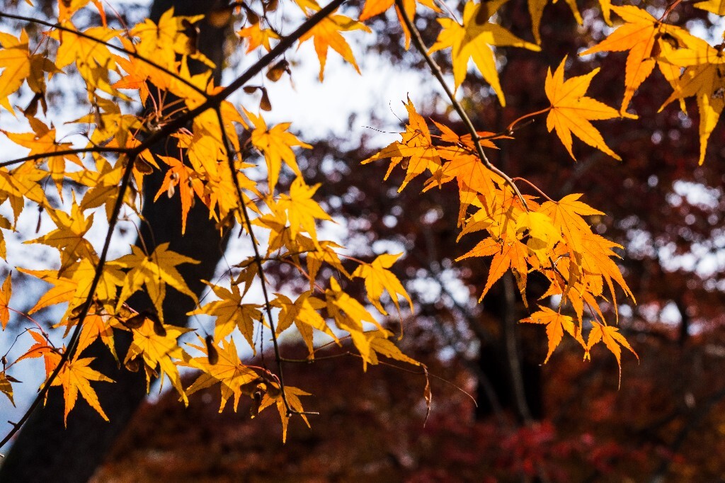 枫叶 红枫 红叶 叶子 图片 摄影 风光 颜色 旅行 树叶 秋季 季节
