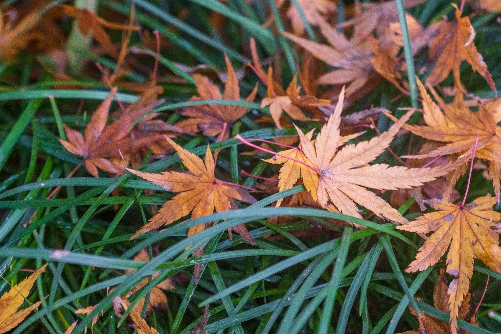 枫叶 红枫 红叶 叶子 图片 摄影 风光 颜色 旅行 树叶 秋季 季节