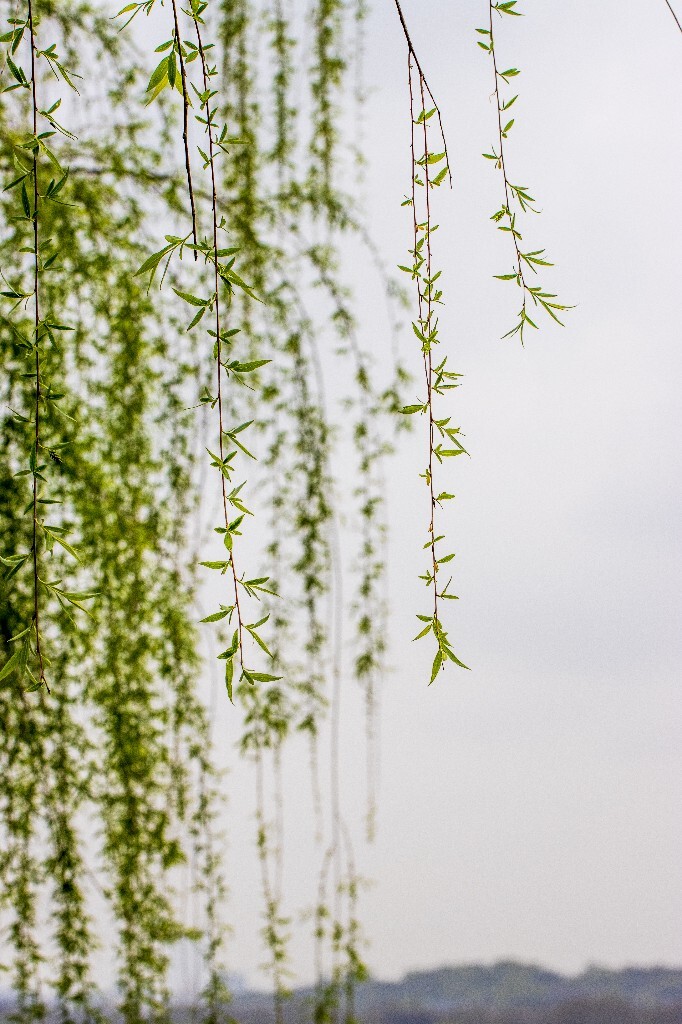 植物 风光 西湖柳树 西湖风光 自然 环境 西湖之春 自然 鸳鸯 自然 西湖春天