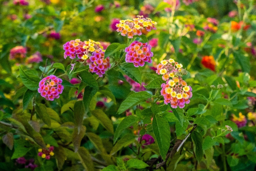马缨丹 五色梅 臭草 植物 花朵 花草 摄影 旅行