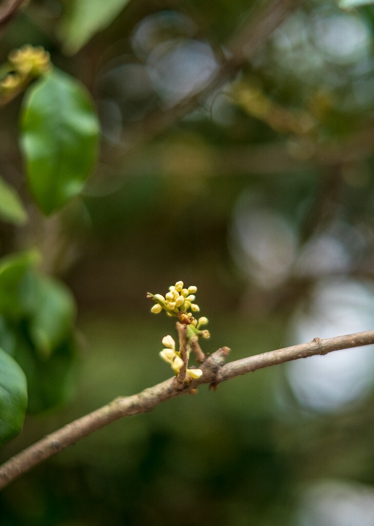 桂花 木樨 岩桂 金桂 银桂 丹桂 月桂 木犀 九里香 植物 花卉 盛开的桂花 桂花开了