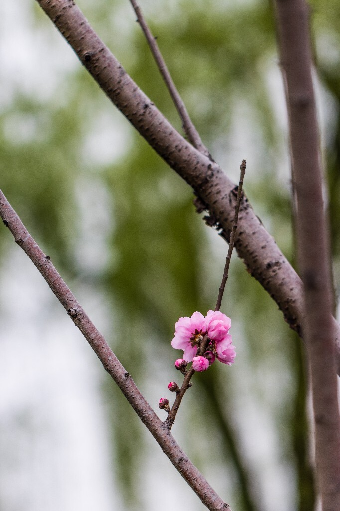西湖桃花 桃花 自然 微距 风光 色彩 西湖之春 春天 桃红柳绿 西湖三月天