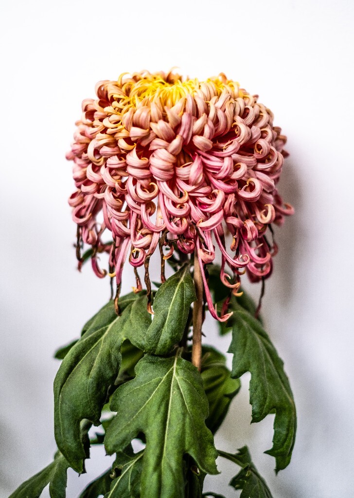 菊花 寿客 金英 黄华 秋菊 陶菊 日精 女华 延年 隐逸花 家菊 花儿 盛开的菊花