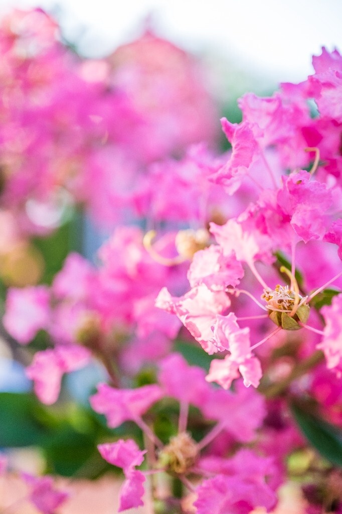 紫薇花 鹭鸶花 五里香 红薇花 百日红 佛相花 满堂红 怕痒花 猴刺脱 痒痒花 宝幡花、五爪金龙 狗骨头 紫金标 紫兰花 阿米茶 紫荆花 紫金花 蚊子花 植物 花朵 微距 风光 自然 色彩
