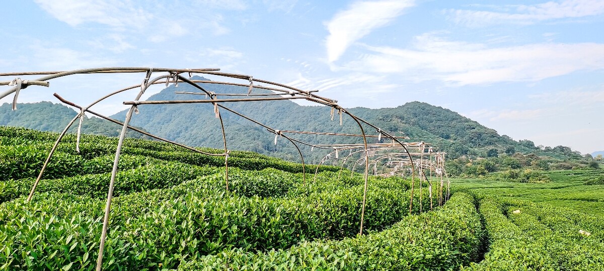 茶园 茶叶 茶村 龙坞 茶山 茶镇 龙坞茶山 杭州龙坞茶园 杭州龙坞茶村 杭州龙坞茶山