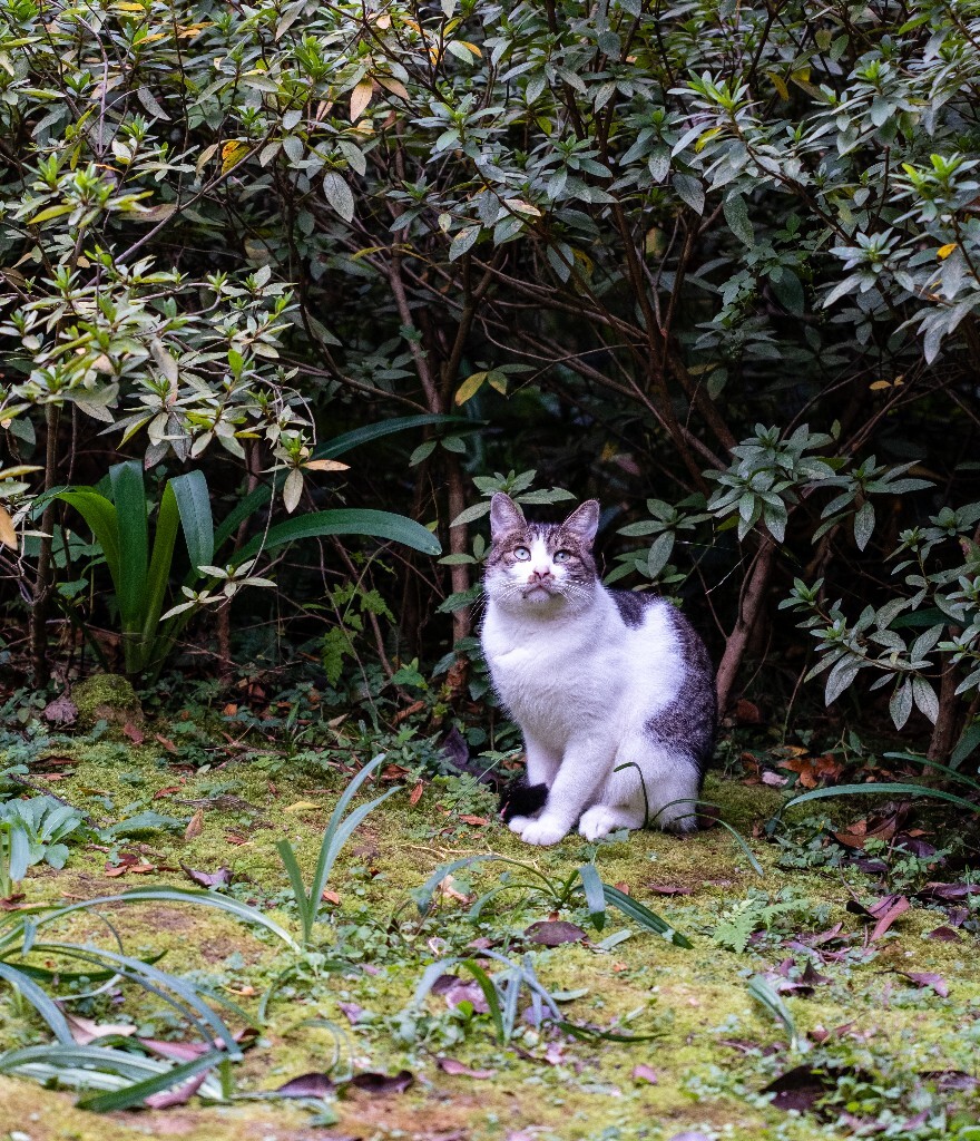 猫 喵喵 猫星人 摄影 宠物 宠物摄影 宠物表情包