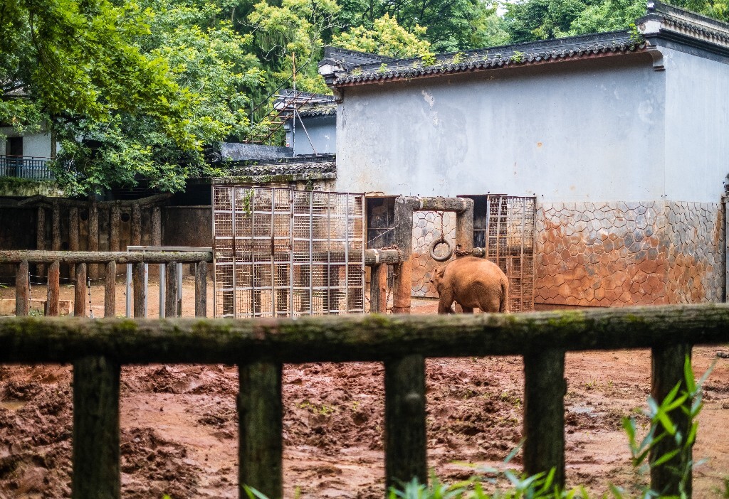 大象 动物 摄影 象  旅行  野生动物