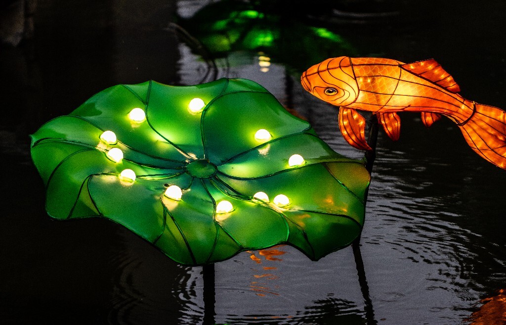 灯 鱼灯 荷花池 摄影 自然 夜景 灯光 池塘 旅行 街拍