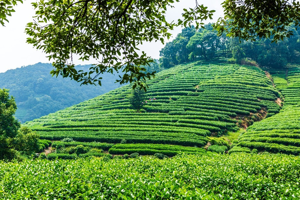 植物 风光 摄影 茶园风光 龙井茶园 旅行 自然 风光 采茶人