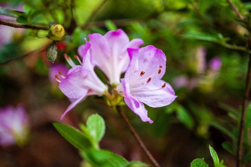 杜鹃花 山踯躅 山石榴 映山红 照山红 唐杜鹃 春鸟花 杜鹃 植物 微距 摄影 风光 自然