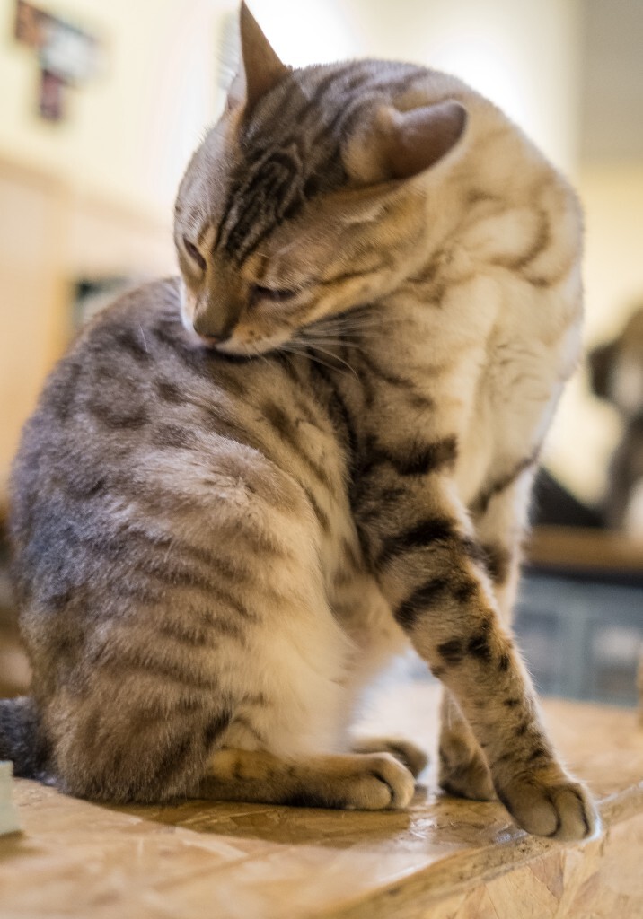 猫 宠物 动物 图片 摄影 喵星人 猫猫