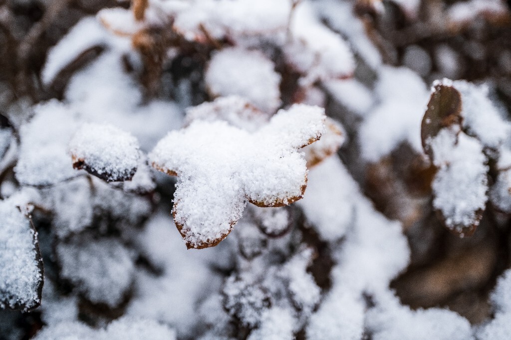 雪 雪景 自然 风光 环境 摄影 白雪 雪花 2024的第一场雪 树叶上的雪