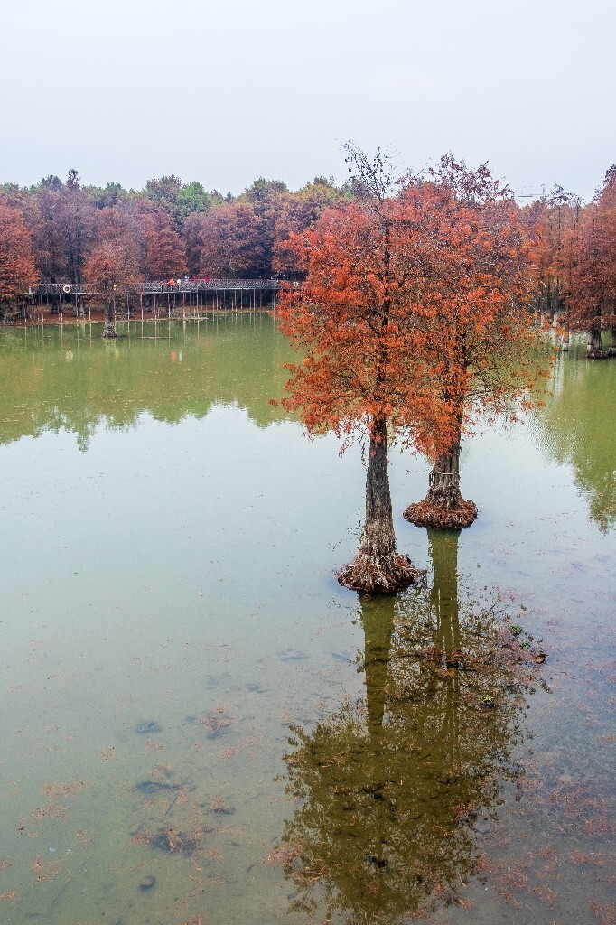 落叶乔木 水杉 梳子杉 树木 秋季 秋天 秋天的颜色 图片 摄影 风光 旅游