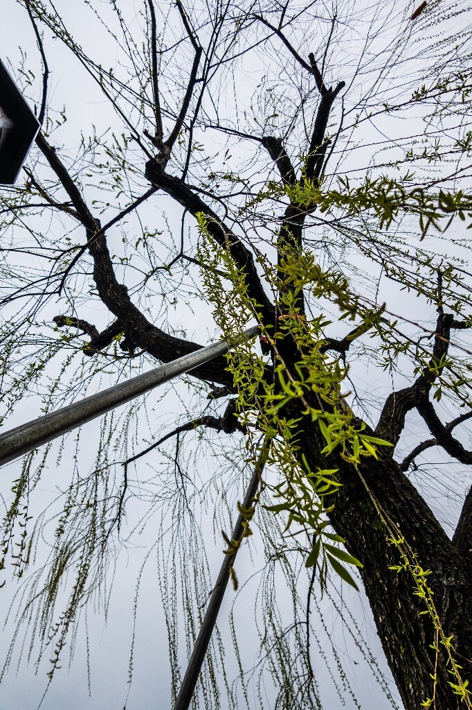 柳树 西湖柳树 风光 摄影 自然 西湖风光 植物 旅行