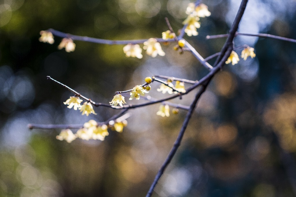 蜡梅 金梅 腊梅 蜡花 蜡梅花 蜡木 麻木紫 石凉茶 唐梅 香梅 植物 微距 摄影 风光 花朵 花草