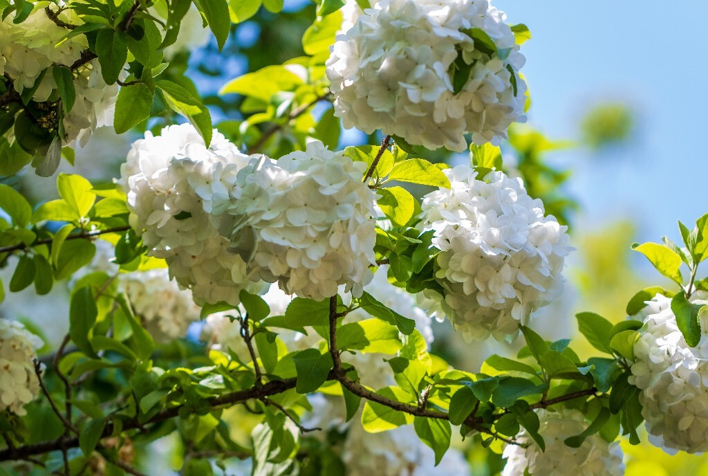 八仙花 粉团花 草绣球 紫绣球 紫阳花 绣球 花草 花朵 木绣球 山绣球 花朵 花儿 植物 花