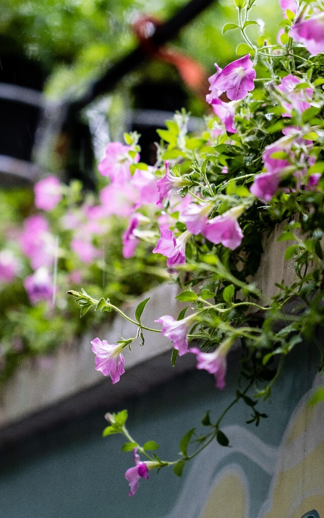 碧冬茄 矮牵牛 灵芝牡丹 撞羽牵牛 植物 花朵 花儿 自然 摄影
