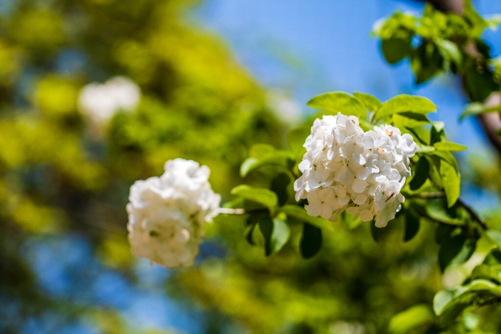 八仙花 粉团花 草绣球 紫绣球 紫阳花 绣球 木绣球 山绣球 摄影 植物 风光 摄影