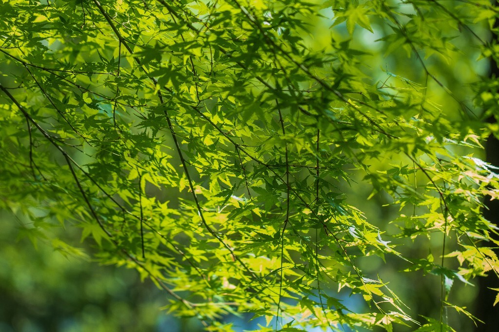 枫叶 树叶 叶子 风光 自然  摄影 阳光 旅行 植物