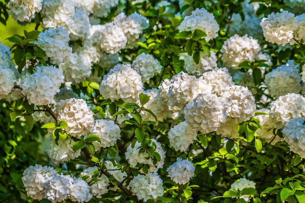 八仙花 粉团花 草绣球 紫绣球 紫阳花 绣球 木绣球 植物 摄影 风光 花朵 花儿 绣球花
