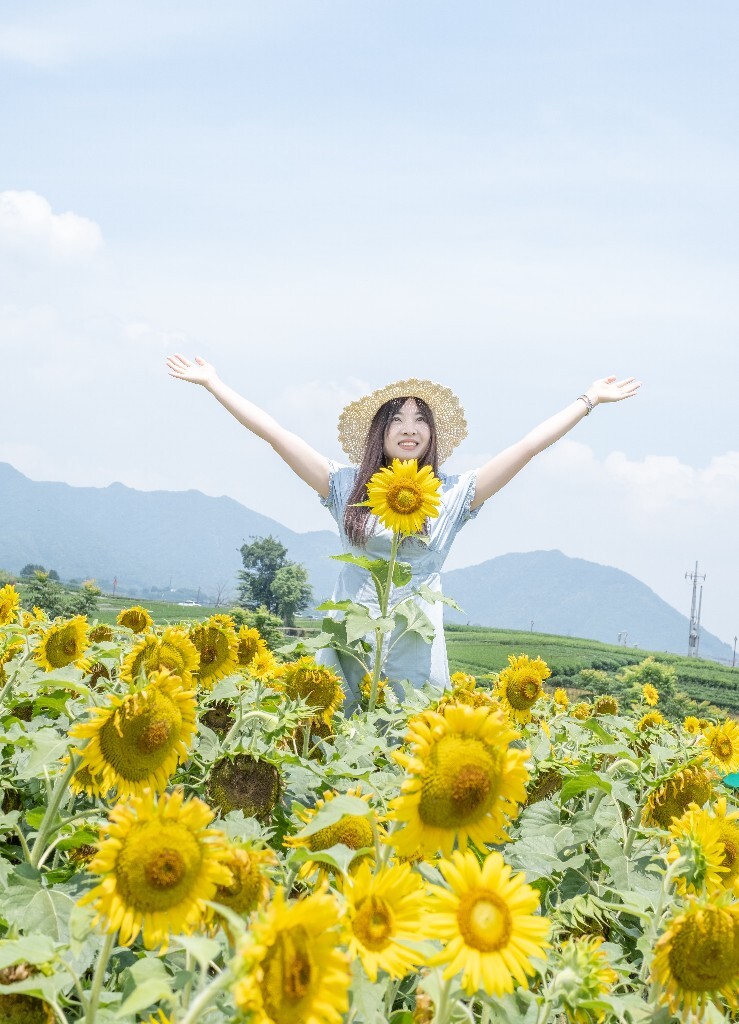 葵花 向阳花 望日葵 朝阳花 转日莲 摄影 人像 风光 植物  花儿