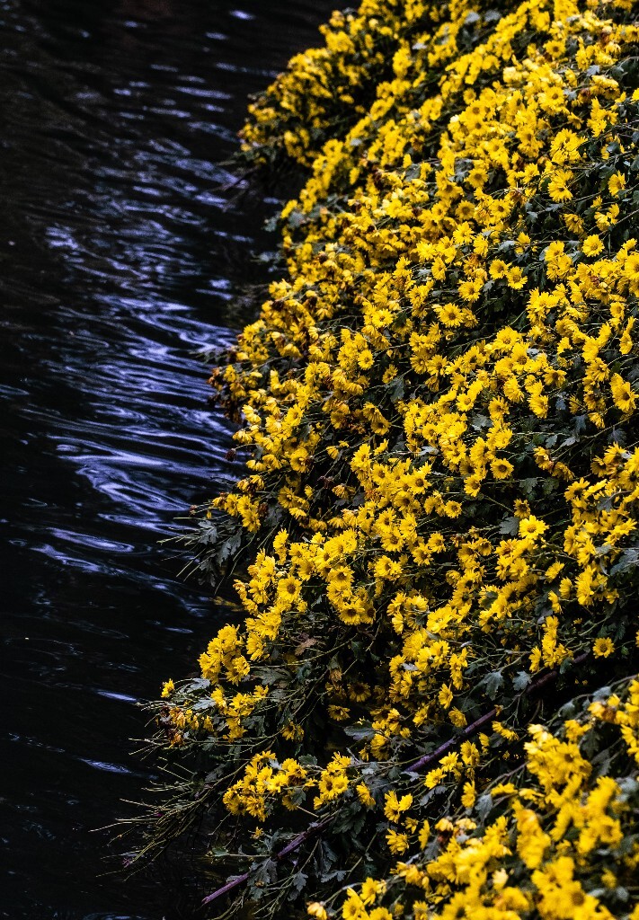 菊花 寿客 金英 黄华 秋菊 陶菊 日精 女华 延年 隐逸花 家菊 花儿 盛开的菊花