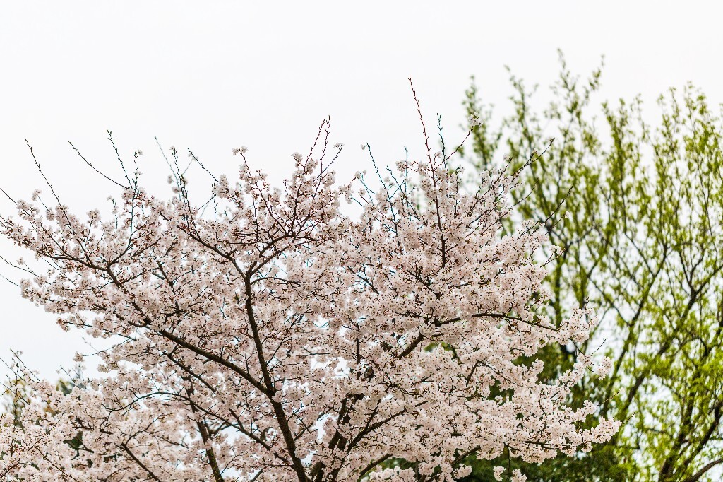 樱花 东京樱花 日本樱花 花朵 盛开的樱花 白色的樱花 花儿 花