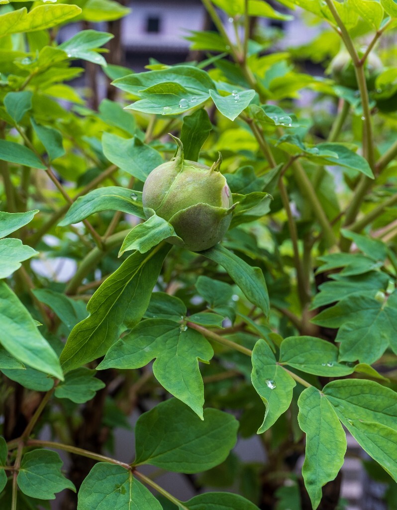 鼠姑 鹿韭 白茸 木芍药 百雨金 洛阳花 富贵花 牡丹 花中之王 含苞待放 花苞