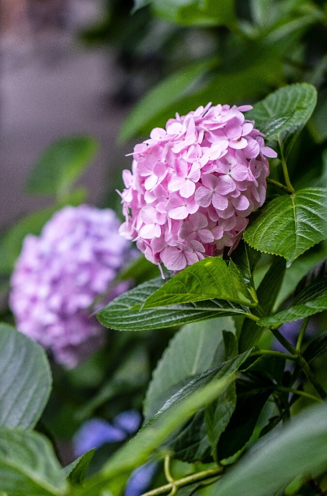 八仙花 粉团花 草绣球 紫绣球 紫阳花  绣球 绣球花 摄影 植物 花朵 花儿
