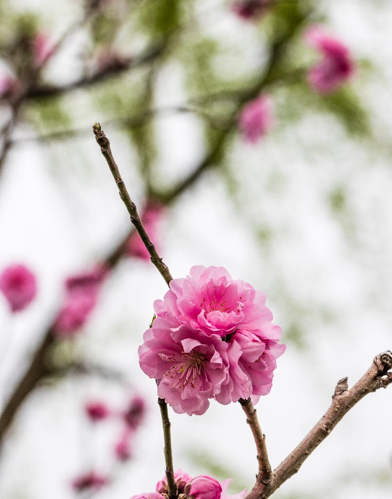 植物 花朵 风光 微距 摄影 西湖桃花 西湖风光 环境 西湖桃花 西湖风光