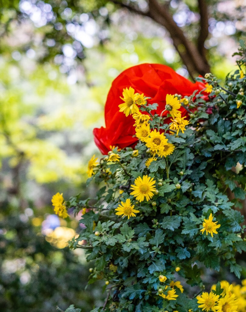 菊花 寿客 金英 黄华 秋菊 陶菊 日精 女华 延年 隐逸花 家菊 花儿 盛开的菊花